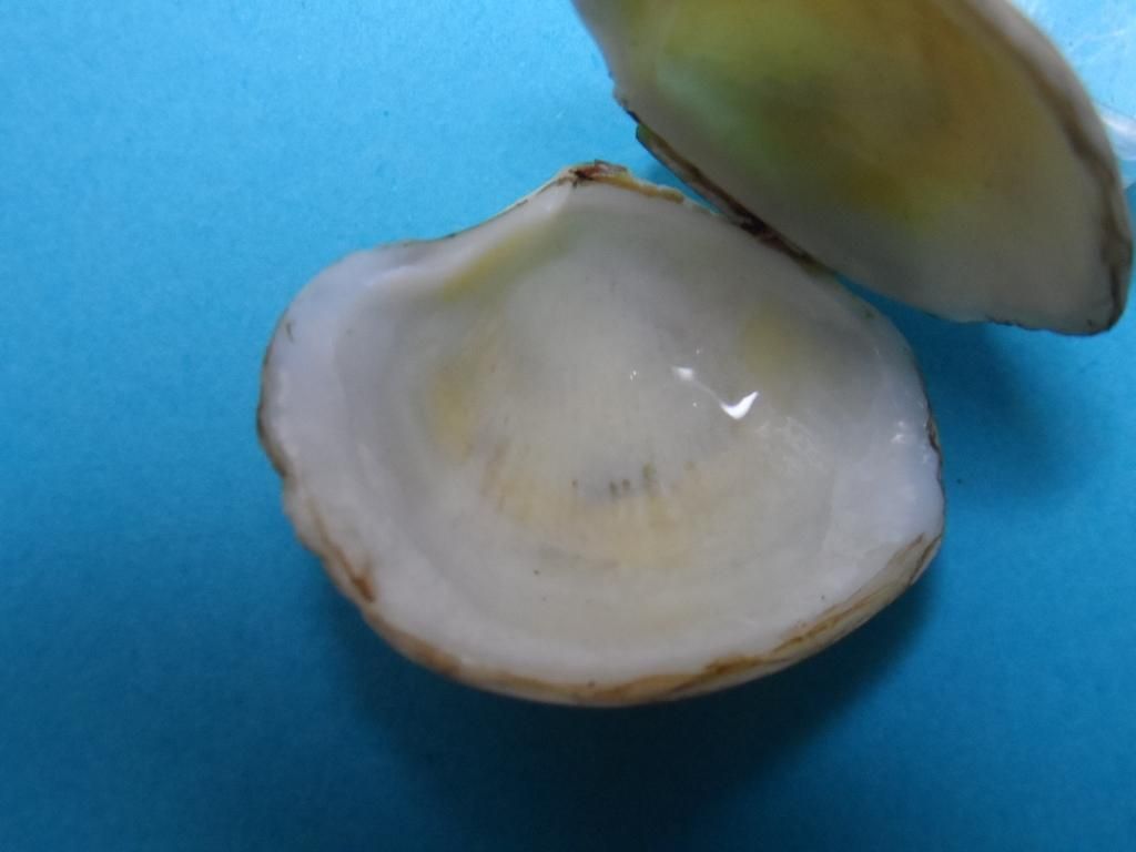 Bivalve per identificare